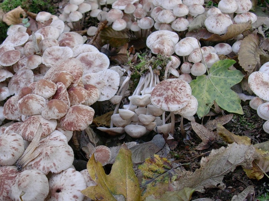 483 Ottobre vecchio ritrovamento